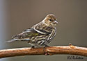 Carduelis spinus